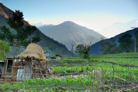 Green rice fields landscape in Nepal hills.の写真素材