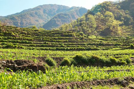 Green rice fields landscape in Nepal hills.の写真素材