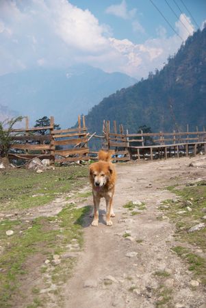 The dog and Tibetan village in Himalayan mountain with blue sky. の写真素材