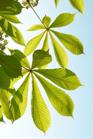 Green chestnut leaves with sunny blue sky.の写真素材