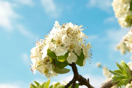 White apple-tree flowers with blue sky backgroundの写真素材