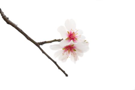 The almond tree pink flowers with branchesの写真素材