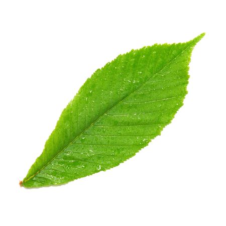 Green wet chestnut leaf isolated on white backgroundの写真素材