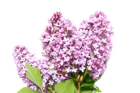 Lilac branch isolated on the white backgroundの写真素材