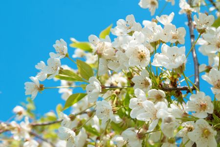 White cherry flowers with blue sky backgroundの写真素材