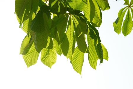 Green chestnut leaves with sunny blue sky.の写真素材