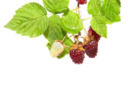 Blackberries with green leaves isolated on white