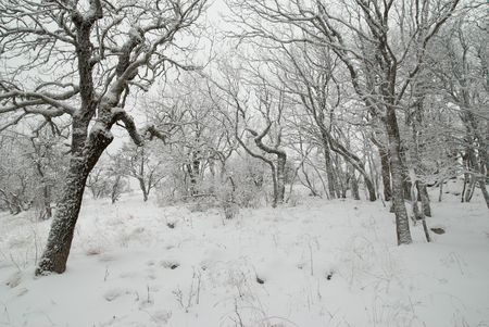 Winter landscape with icy trees.の写真素材