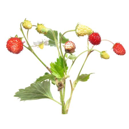 Wild strawberries isolated on the white backgroundの写真素材