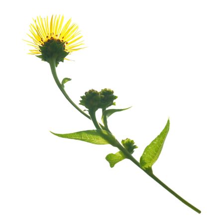 Yellow flower isolated on the white backgroundの写真素材