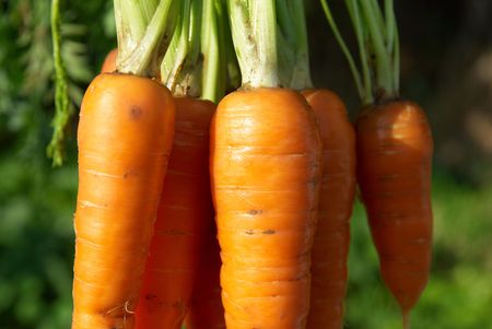 Bunch of carrots with green soft backgroundの写真素材