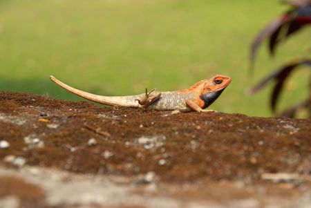 Orange-headed agama on the soft green grass background.の写真素材
