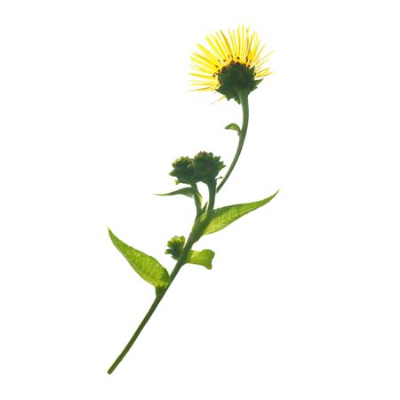 Elecampanel (Inula helenium) isolated on the white backgroundの写真素材