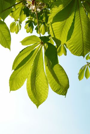 Green chestnut leaves with sunny blue sky.の写真素材