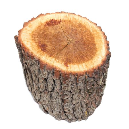 Wooden stump isolated on the white background.の写真素材