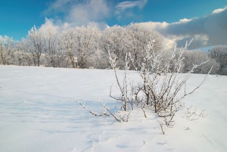 Winter icy forest in the sunny dayの写真素材