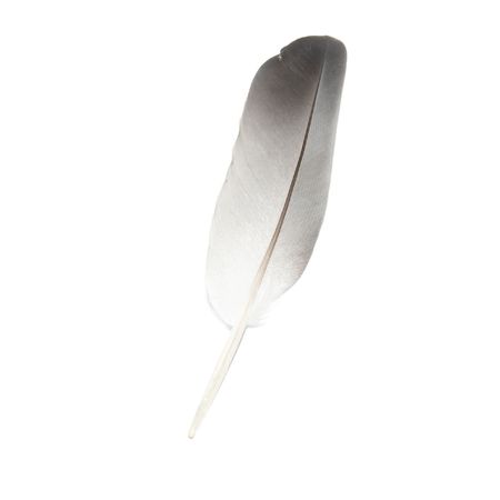 Bird's feather isolated on the white backgroundの写真素材