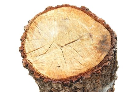Wooden stump isolated on the white backgroundの写真素材