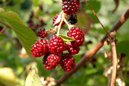 The blackberry with soft green leaves background