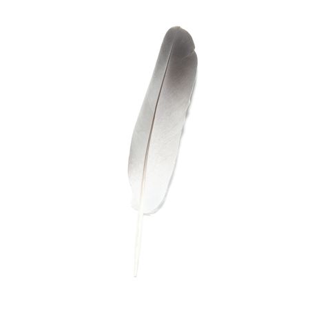 Bird's feather isolated on the white backgroundの写真素材
