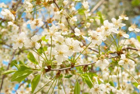 White cherry flowers with blue sky backgroundの写真素材