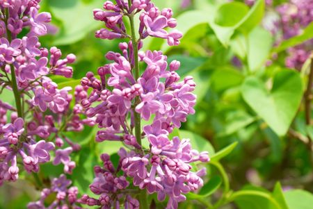 Violet lilac branch with green leaves backgroundの写真素材
