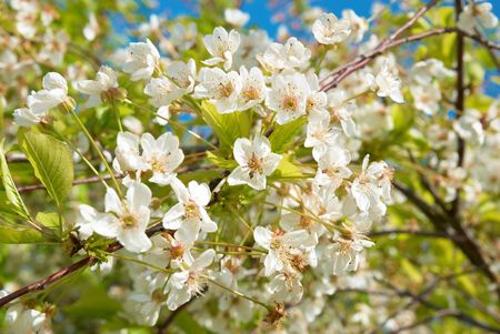 White cherry flowers with blue sky backgroundの写真素材