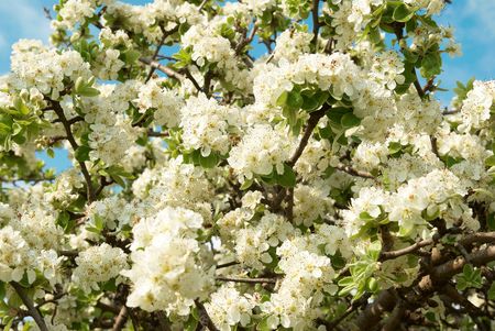 White apple-tree flowers with blue sky backgroundの写真素材