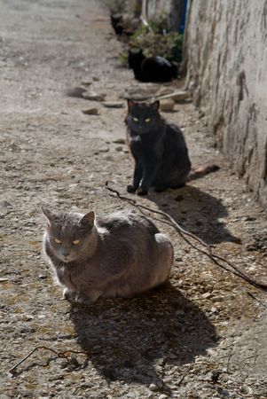 Gray and black cats sitting on the ground.の写真素材