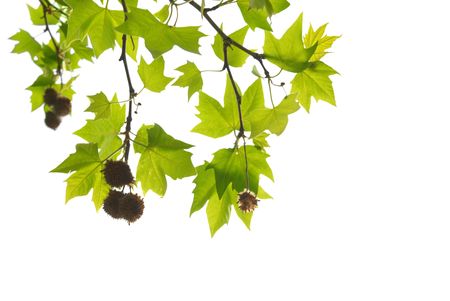 Green maple leaves with branch isolated on white background.の写真素材