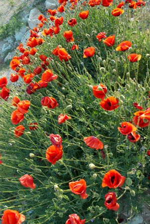 Field of beautiful red poppies with green grassの写真素材