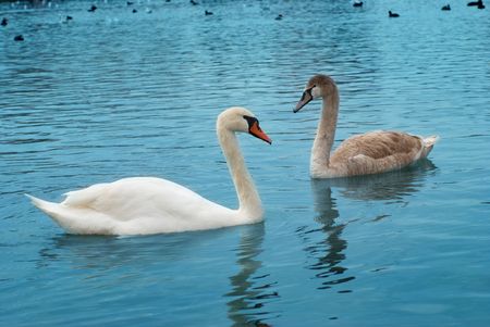 Two swans on the lake with blue water backgroundの写真素材