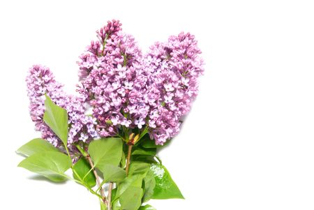 Lilac branch isolated on the white backgroundの写真素材