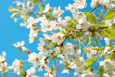 White cherry flowers with blue sky backgroundの写真素材
