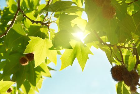 Green sunny maple leaves with blue sky.の写真素材