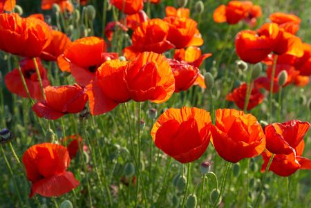 Field of beautiful red poppies with green grassの写真素材