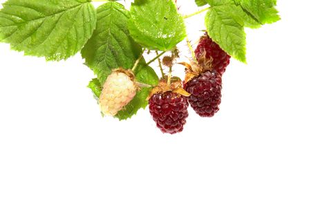 Blackberries with green leaves isolated on whiteの写真素材