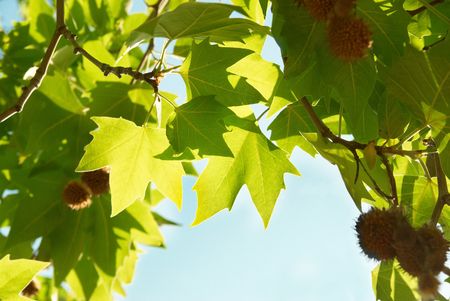 Green sunny maple leaves with blue sky.の写真素材