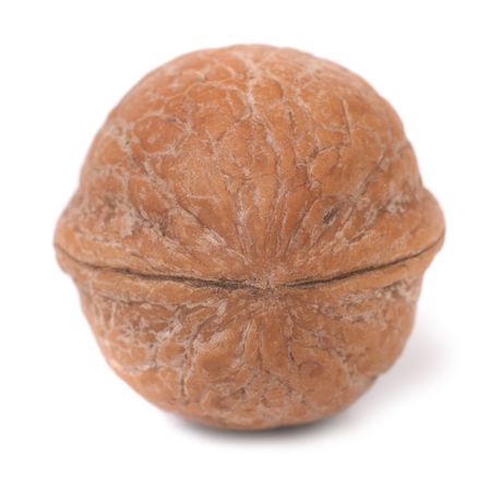 Walnut closeup isolated on the white backgroundの写真素材