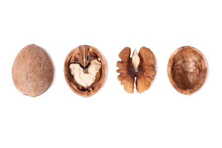 Row of walnuts isolated on white backgroundの写真素材