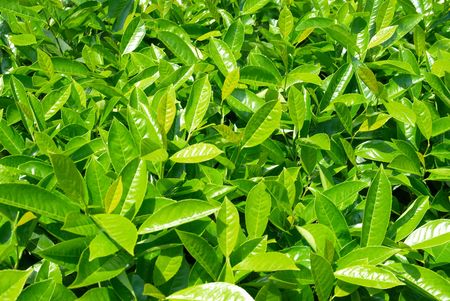 Green leaves can be used for backgroundの写真素材