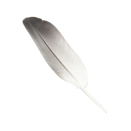 Bird's feather isolated on the white backgroundの写真素材