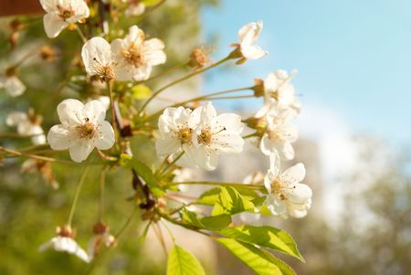 White cherry flowers with blue sky backgroundの写真素材