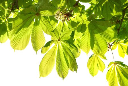 Green chestnut leaves isolated on white background.の写真素材