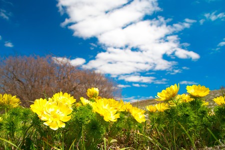 Yellow flowers (Adonis vernalis) with clouds and sky.の写真素材