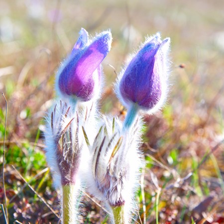 Pasqueflower (Pulsatilla patens) on the field with grassの写真素材