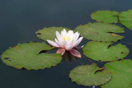 Water lily (Nymphaea alba) in the pondの写真素材