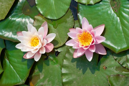 Water lily (Nymphaea alba) in the pondの写真素材