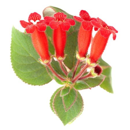 Red flowers (Kohleria Rongo) isolated on whiteの写真素材