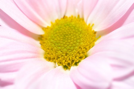 Closeup of pink daisy with soft focusの写真素材